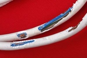 Stromschlag Bolonka Zwetna Welpen