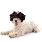 Kleiner Hund – Bolonka Zwetna – liegend