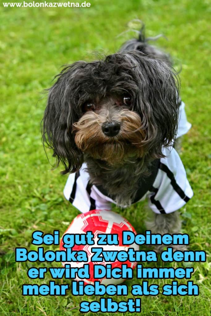 Bolonka Zwetna Zitate und Sprüche BolonkaZwetna.de