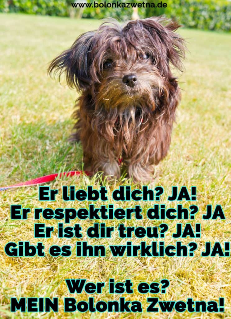 Bolonka Zwetna Zitate und Sprüche BolonkaZwetna.de