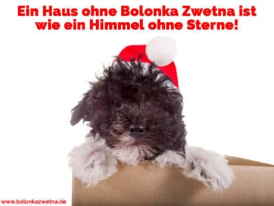 Bolonka Zwetna Zitate und Sprüche BolonkaZwetna.de