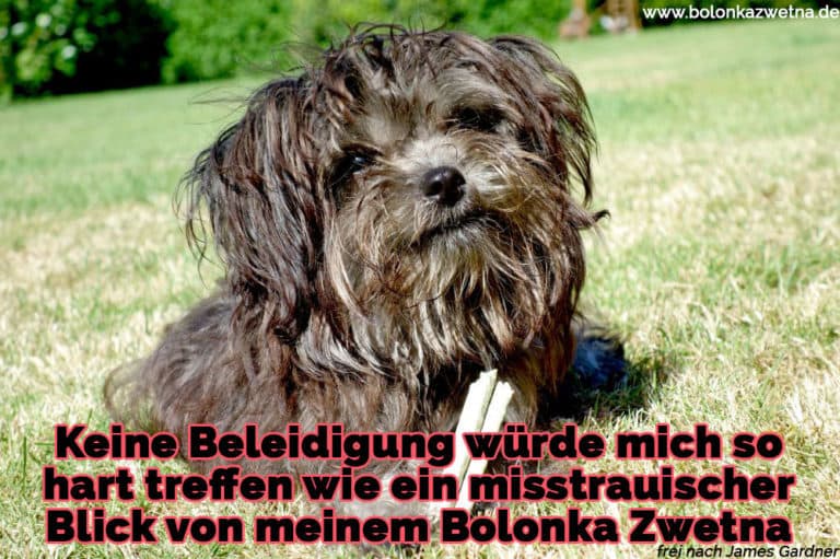 Bolonka Zwetna Zitate und Sprüche BolonkaZwetna.de