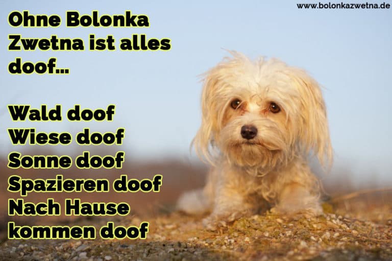 Bolonka Zwetna Zitate und Sprüche BolonkaZwetna.de