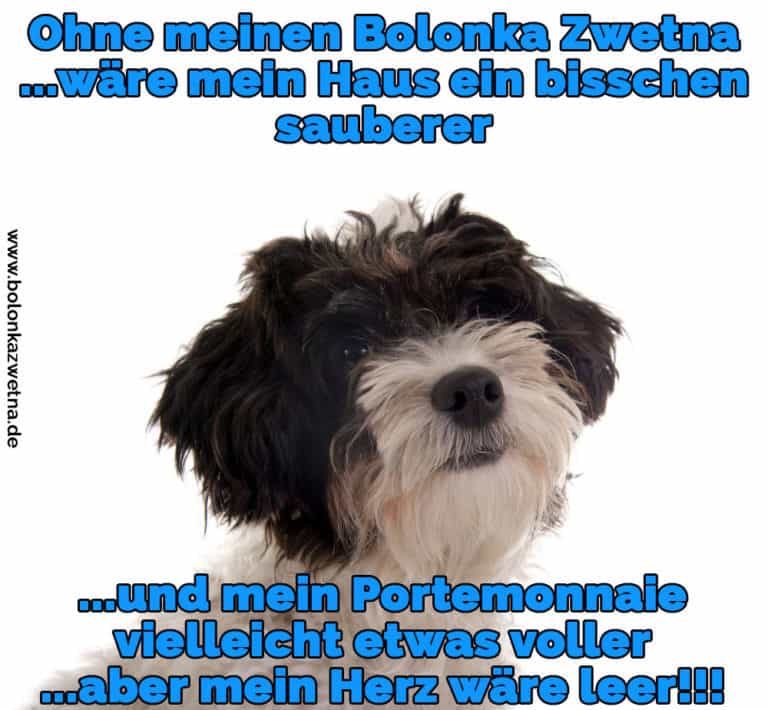 Bolonka Zwetna Zitate und Sprüche BolonkaZwetna.de