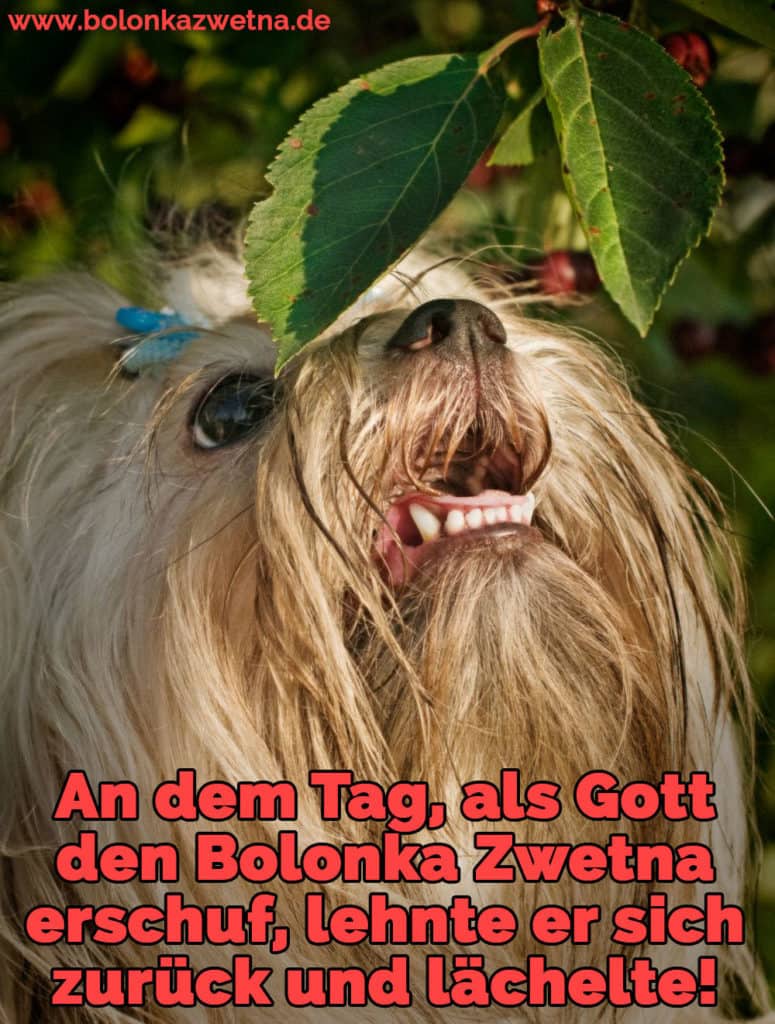 Bolonka Zwetna Zitate und Sprüche BolonkaZwetna.de