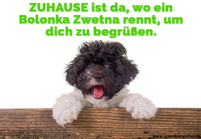 Bolonka Zwetna Zitate und Sprüche BolonkaZwetna.de