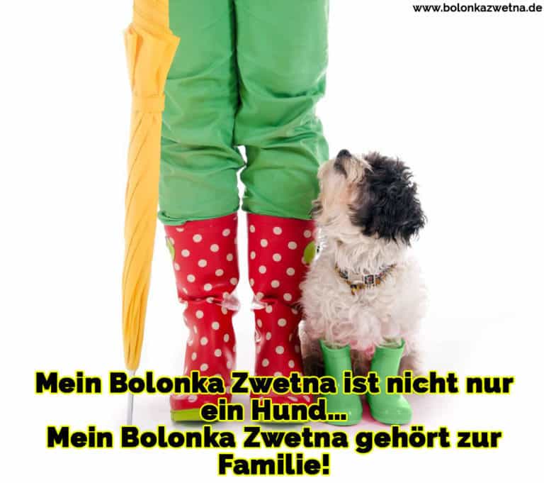 Bolonka Zwetna Zitate und Sprüche BolonkaZwetna.de
