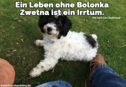 Bolonka Zwetna Zitate und Sprüche BolonkaZwetna.de