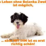 Ein Bolonka Zwetna auf dem Boden liegend