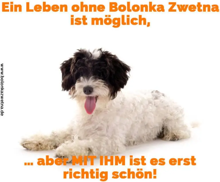 Bolonka Zwetna Zitate und Sprüche BolonkaZwetna.de