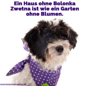 Bolonka Zwetna Zitate und Sprüche BolonkaZwetna.de