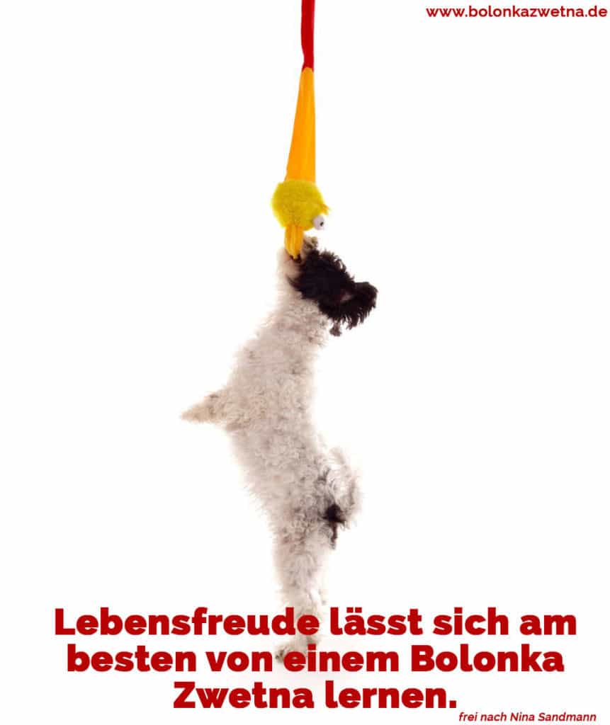 Bolonka Zwetna Zitate und Sprüche BolonkaZwetna.de