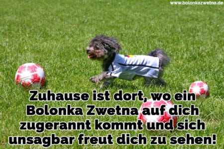 Bolonka Zwetna Zitate und Sprüche BolonkaZwetna.de