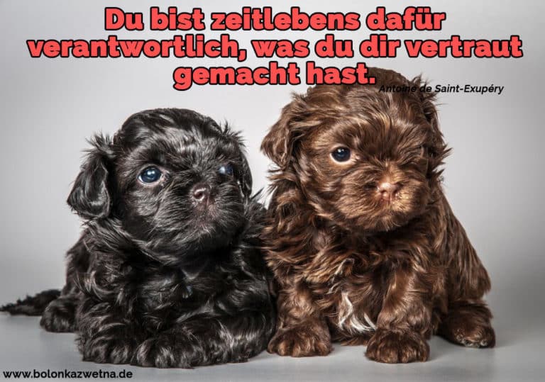 Bolonka Zwetna Zitate und Sprüche BolonkaZwetna.de