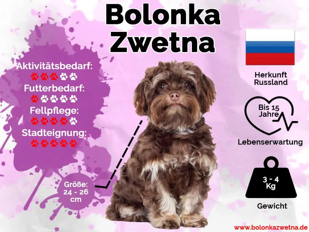 Bolonka Zwetna Infografik Bolonka Zwetna Infografik mit Größe, Gewicht, Herkunft, Lebenserwartung, Aktivitätsbedarf, Futterbedarf, Fellpflege und Stadteignung