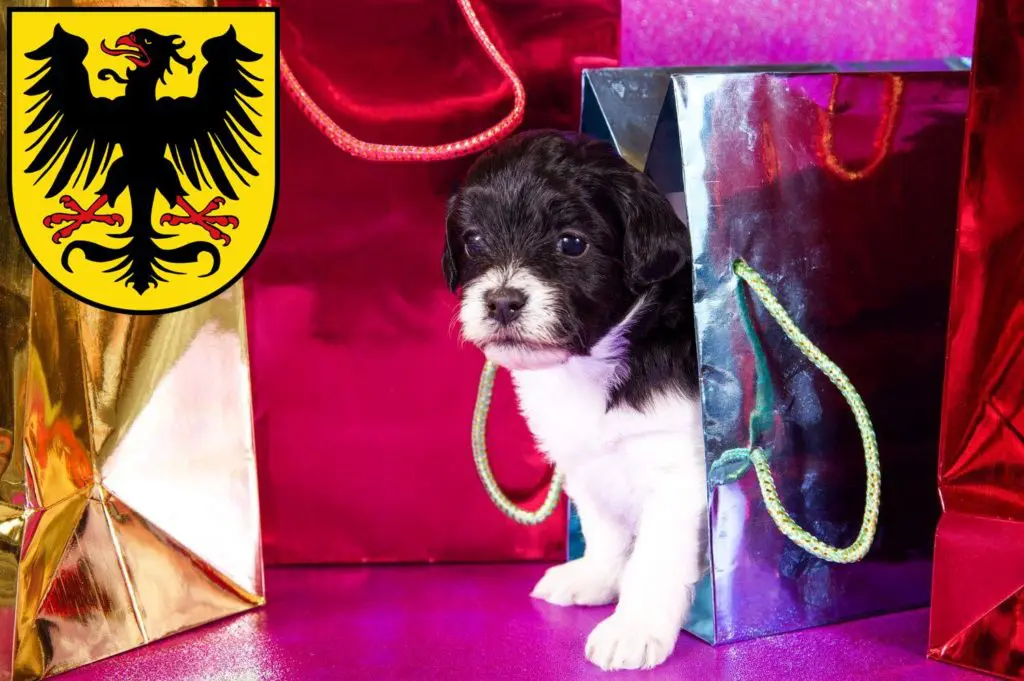 Bolonka Zwetna Züchter mit Welpen Arnstadt, Thüringen