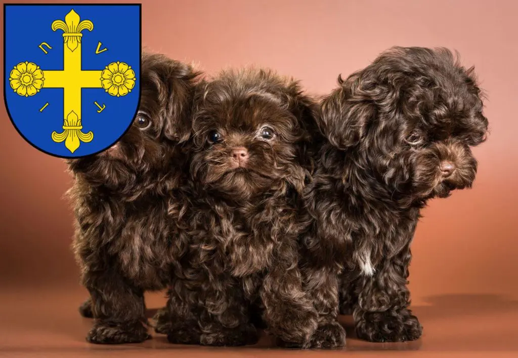 Bolonka Zwetna Züchter mit Welpen Eutin, Schleswig-Holstein