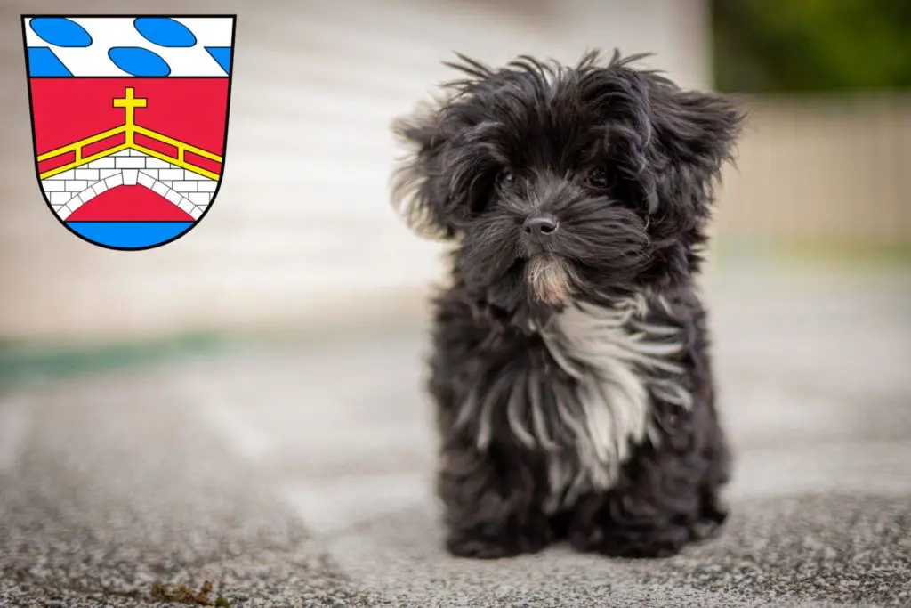 Bolonka Zwetna Züchter mit Welpen Fürstenfeldbruck, Bayern