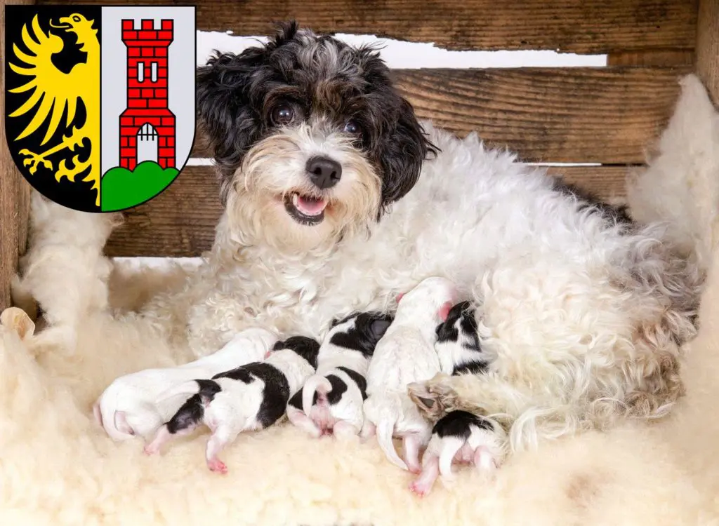 Bolonka Zwetna Züchter mit Welpen Kempten (Allgäu), Bayern