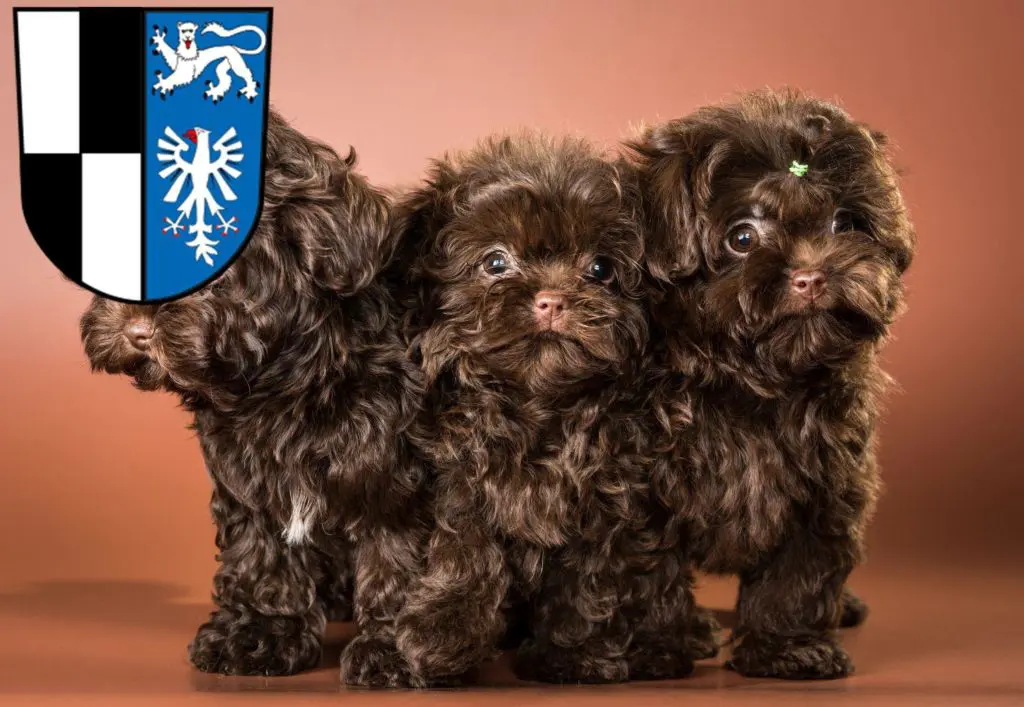 Bolonka Zwetna Züchter mit Welpen Kulmbach, Bayern