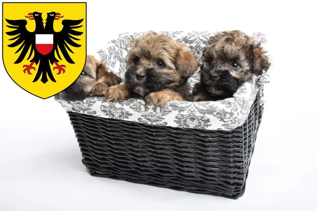 Bolonka Zwetna Züchter mit Welpen Lübeck, Schleswig-Holstein
