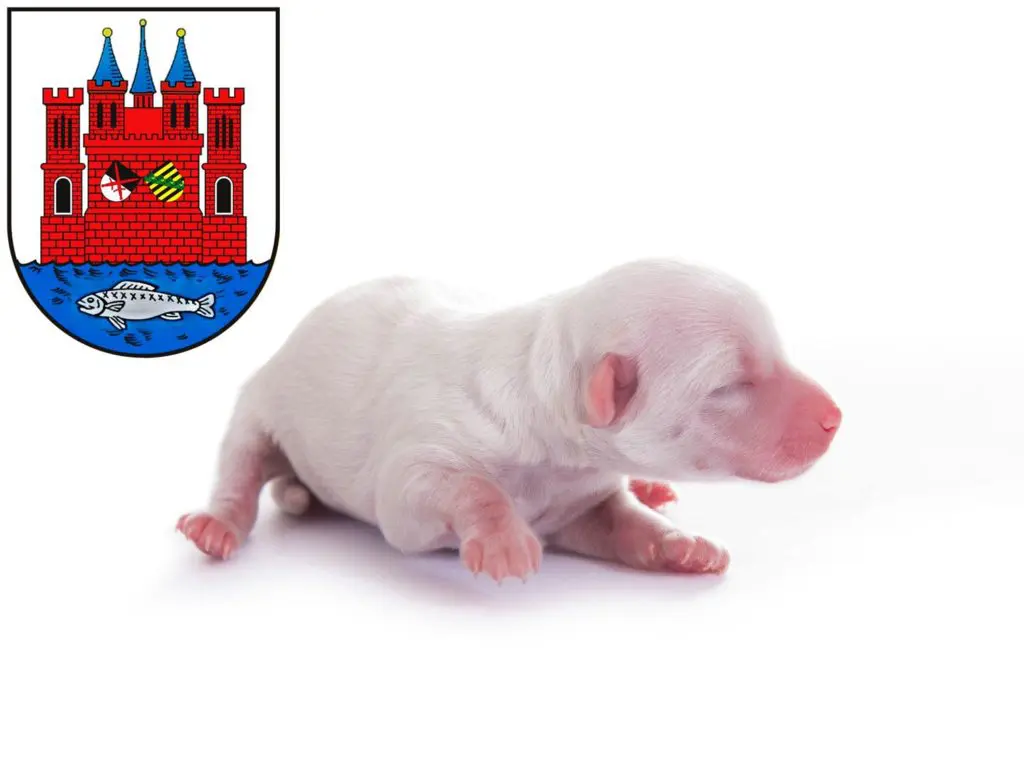 Bolonka Zwetna Züchter mit Welpen Lutherstadt Wittenberg, Sachsen-Anhalt