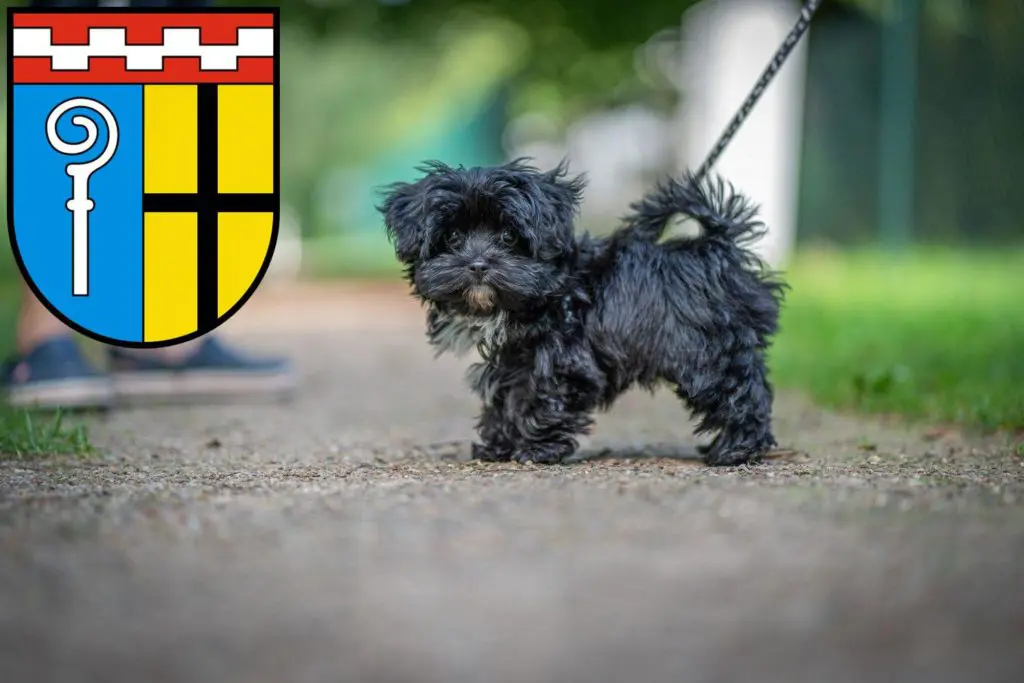 Bolonka Zwetna Züchter mit Welpen Mönchengladbach, Nordrhein-Westfalen