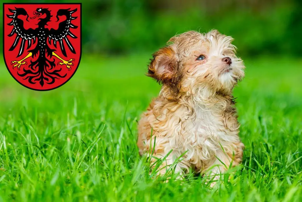 Bolonka Zwetna Züchter mit Welpen Neumarkt in der Oberpfalz, Bayern