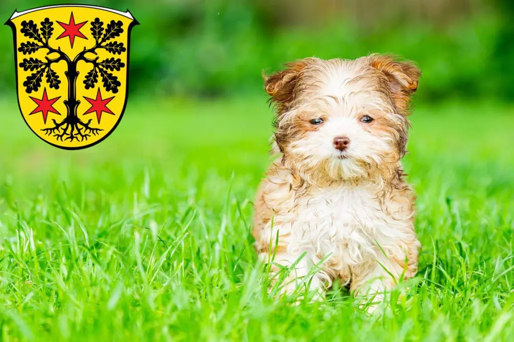 Bolonka Zwetna Züchter mit Welpen Odenwald, Baden-Württemberg