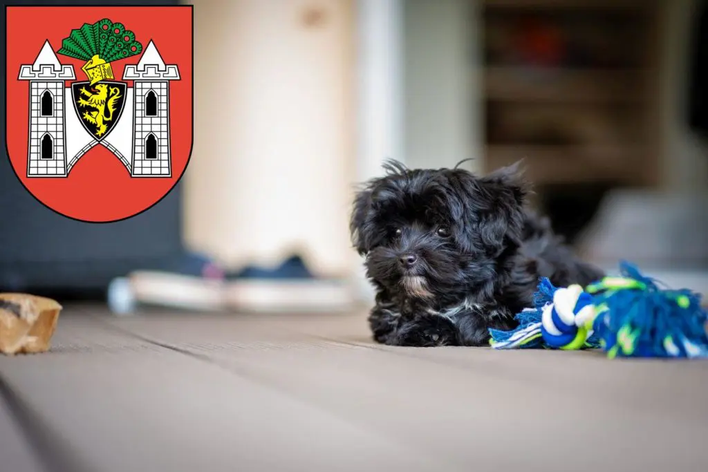 Bolonka Zwetna Züchter mit Welpen Plauen, Sachsen