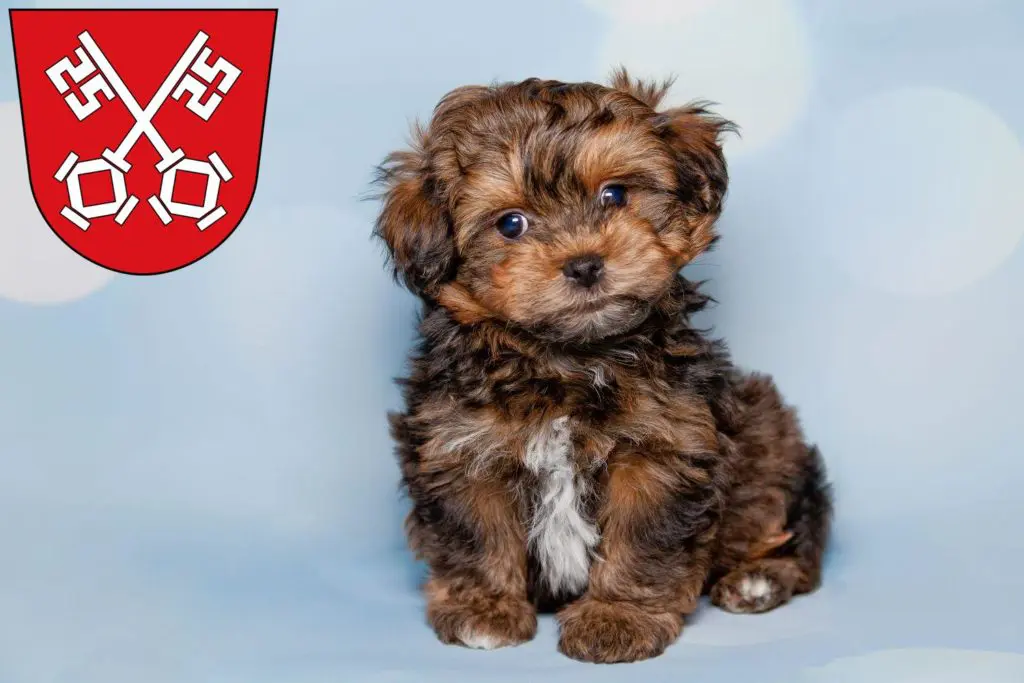 Bolonka Zwetna Züchter mit Welpen Regensburg, Bayern