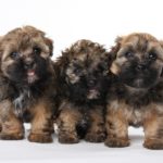 Bolonka Zwetna Anzeigen