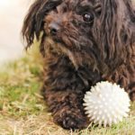 Auch der Bolonka beschäftigt sich gerne mit einem Ball