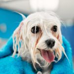 Bolonka Zwetna Pflege, Fellpflege - Nicht zu oft duschen!