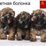 Bolonka Zwetna Herkunft, Ursprung und Geschichte