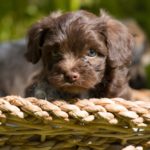 Brauner Bolonka Zwetna Welpe in einem Korb