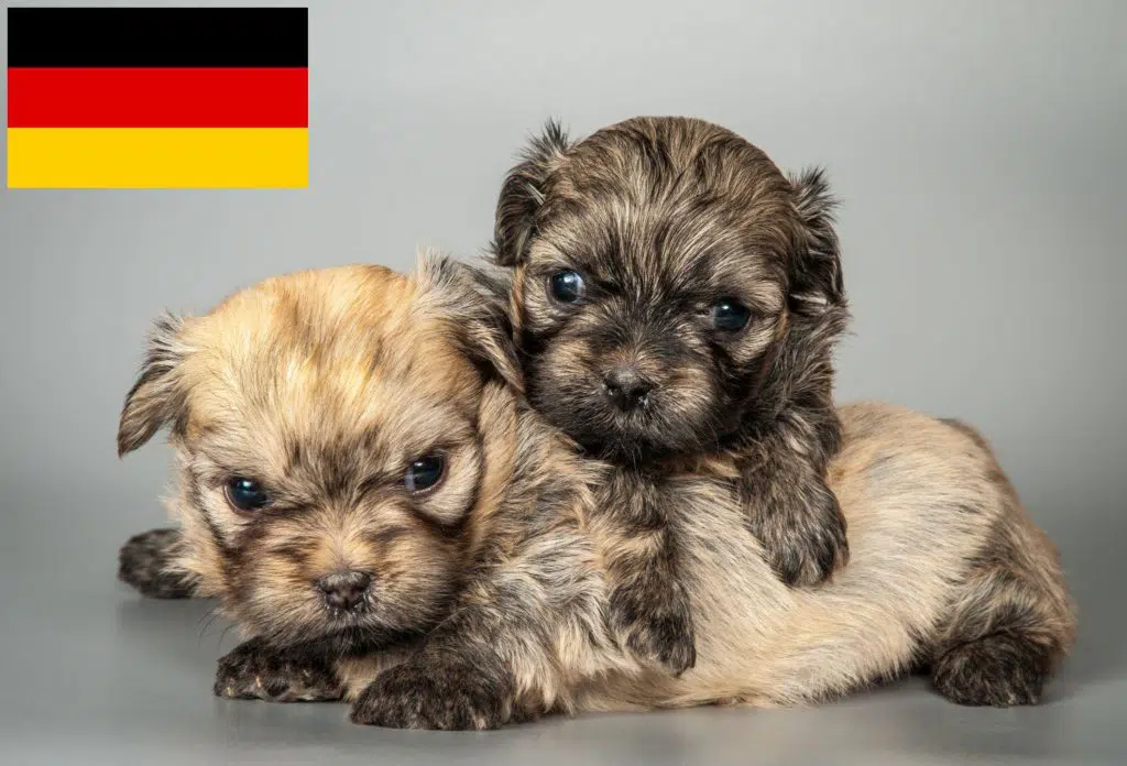 Bolonka Zwetna Züchter mit Welpen Deutschland