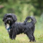 Bolonka Zwetna Charakter und Wesen. Was macht den Bolonka aus?