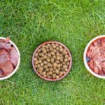 Barfen, Trockenfutter oder Nassfutter für den Bolonka?