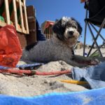 Reisen und Urlaub mit Bolonka Zwetna