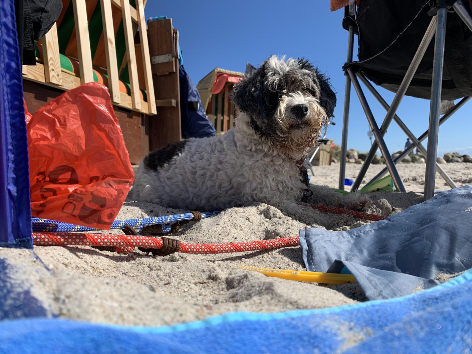 130x150cm) Auto Rücksitz Hundedecke Abdeckung Kofferraum Oxford Schondecke  Wasserfest mit Reissverschluss - Schwarz in 2023