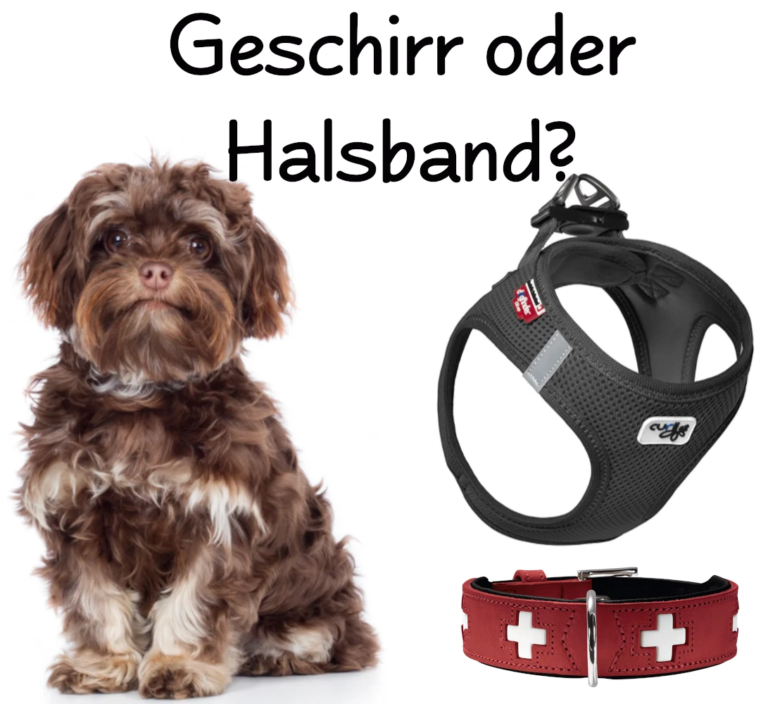 Bolonka Geschirr oder Halsband? BolonkaZwetna.de