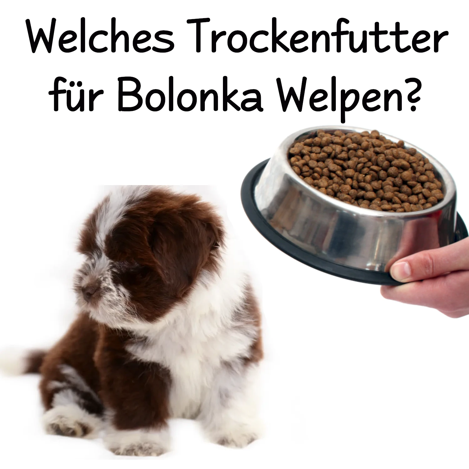 Welches Trockenfutter für Bolonka Welpen? BolonkaZwetna.de