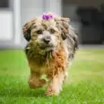 Bolonka mit lila Schleife läuft im Garten.