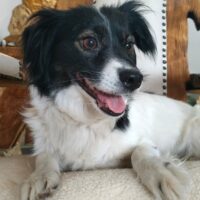 🍀🎉RESERVIERT🎉🍀Yulia (30cm/9kg) - mit VIDEOS