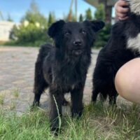 Jessie sucht ein Zuhause - kennt Katzen - mit VIDEOS