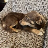 Choco, Rüde, Geb: Februar 2025, wird ca. 35 cm (mit VIDEOS)