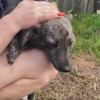 💔Wer holt Thomas nach Hause?💔ca. 30 cm, 7,5 kg - mit VIDEOS