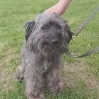 🆘DRINGEND Zuhause für Badi gesucht🆘ca. 3 Jahre / 35 cm / sehr lieb / mit VIDEOS