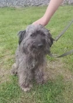🆘DRINGEND Zuhause für Badi gesucht🆘ca. 3 Jahre / 35 cm / sehr lieb / mit VIDEOS
